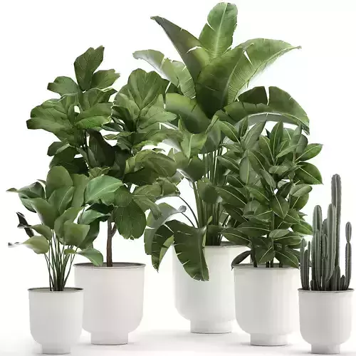 Houseplants in a white pot for the interior 906