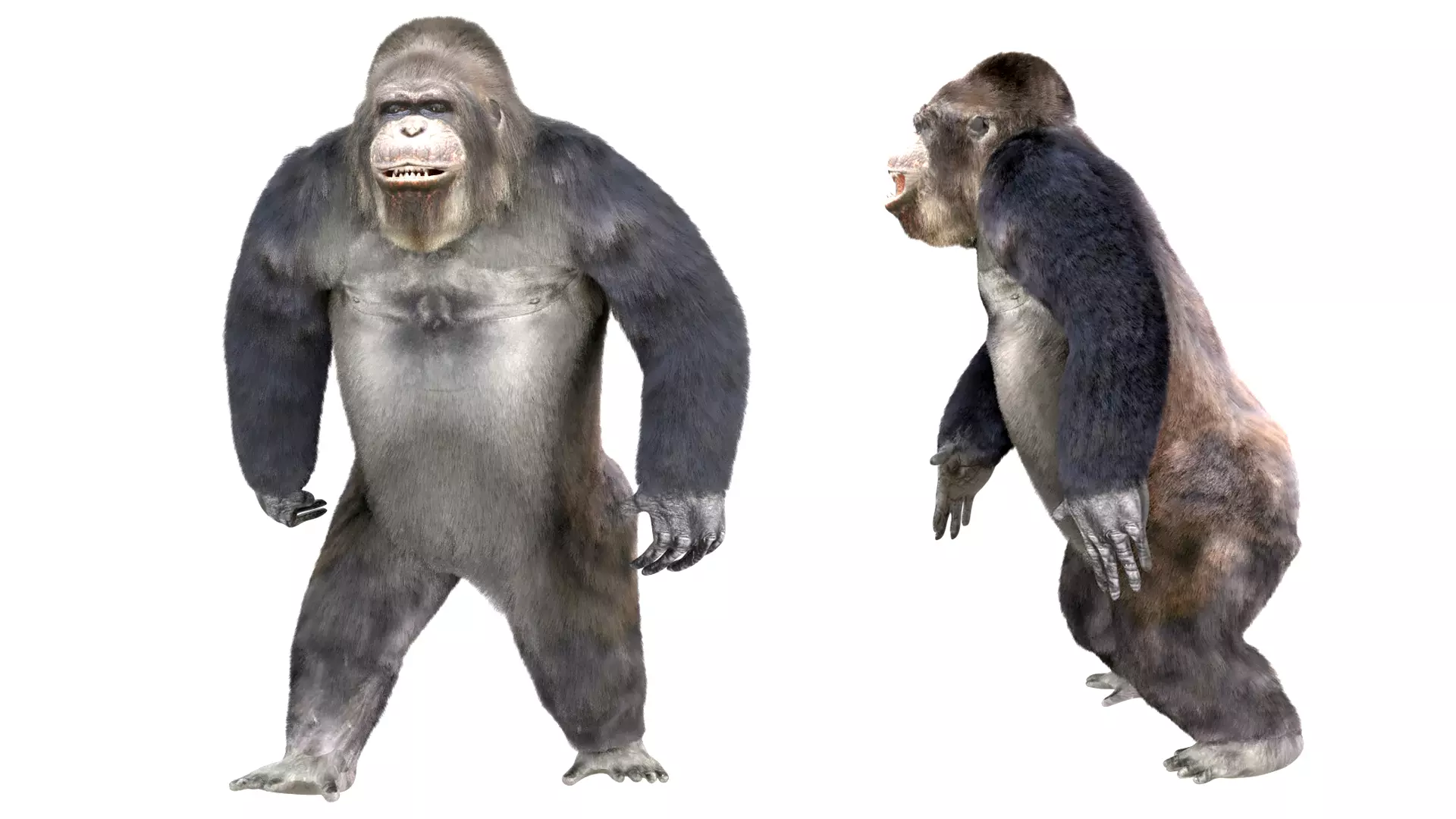 Gorilla Animated blender  Low-poly 3D model_0
