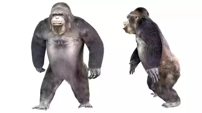 Gorilla Animated blender 