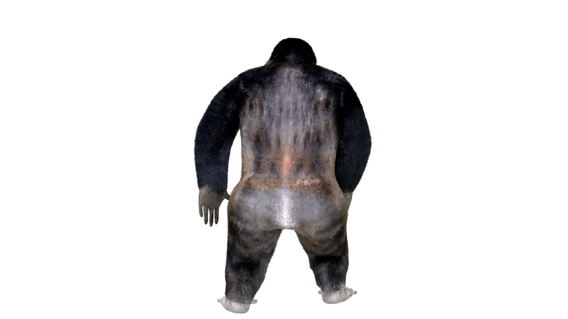 Gorilla Animated blender  Low-poly 3D model_5