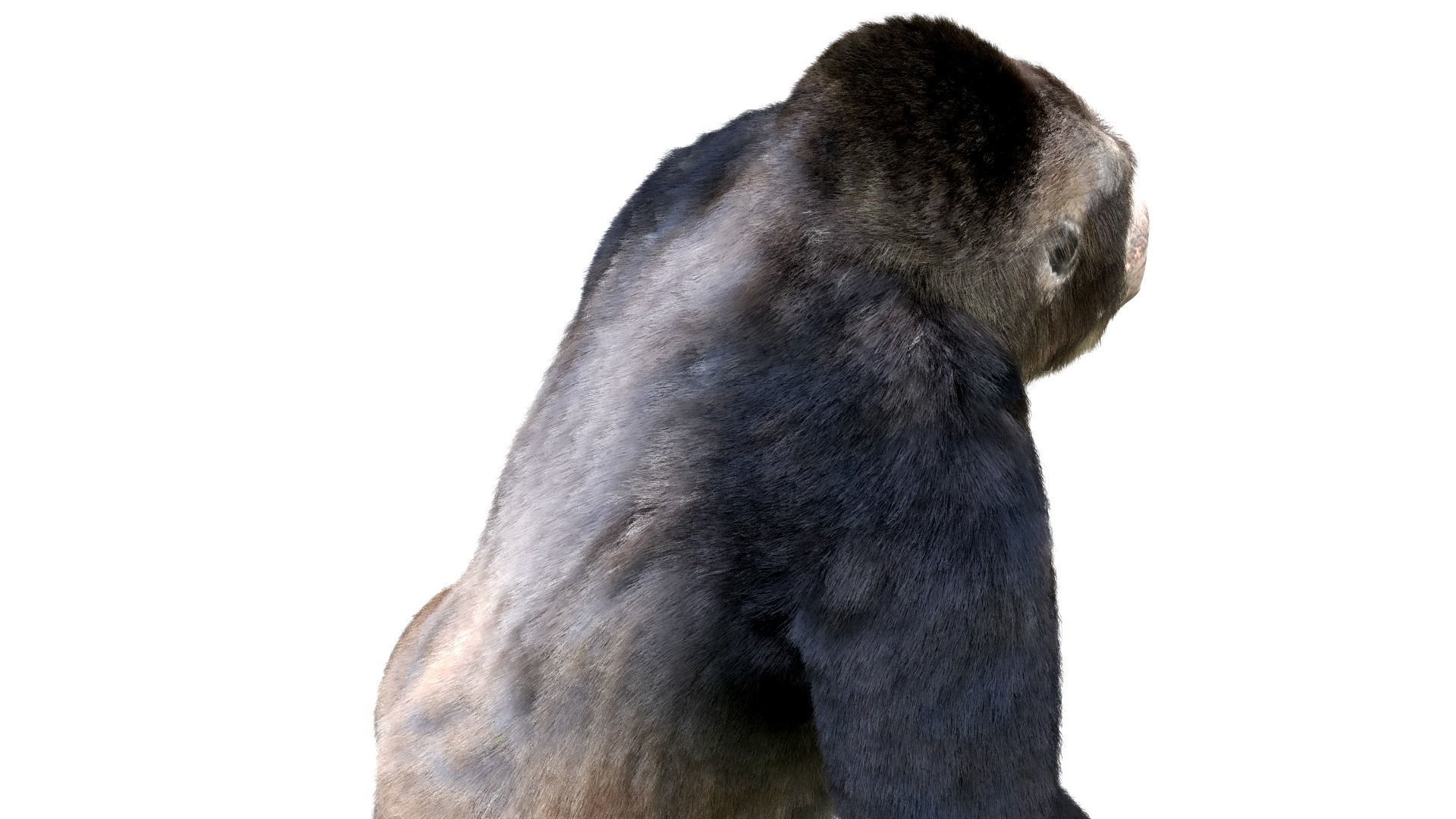 Gorilla Animated blender  Low-poly 3D model_2