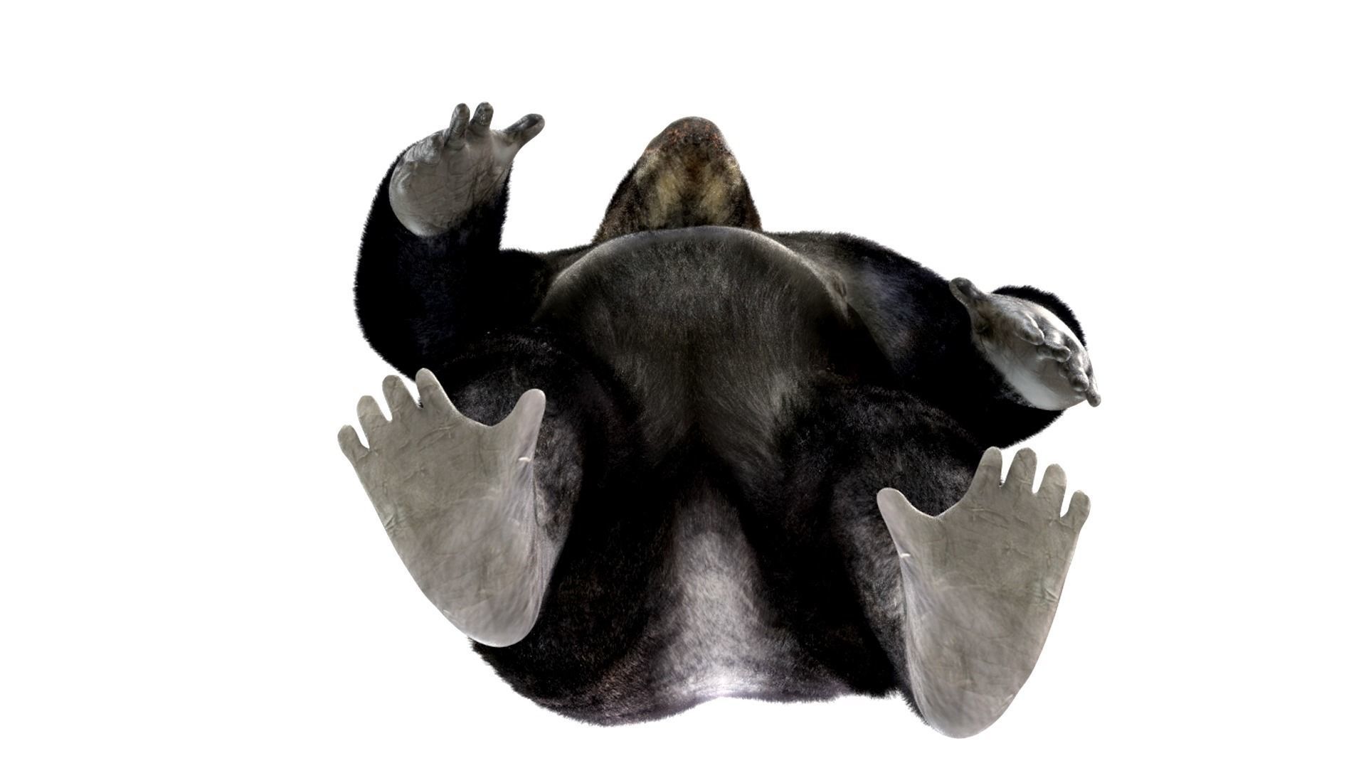 Gorilla Animated blender  Low-poly 3D model_7