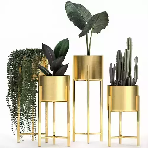 Houseplants in a gold pot for the interior 907