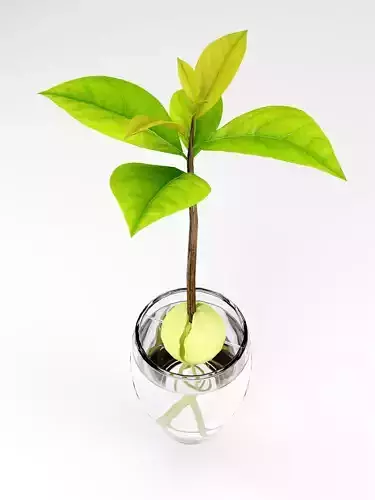 Growing avocado tree from seed in water