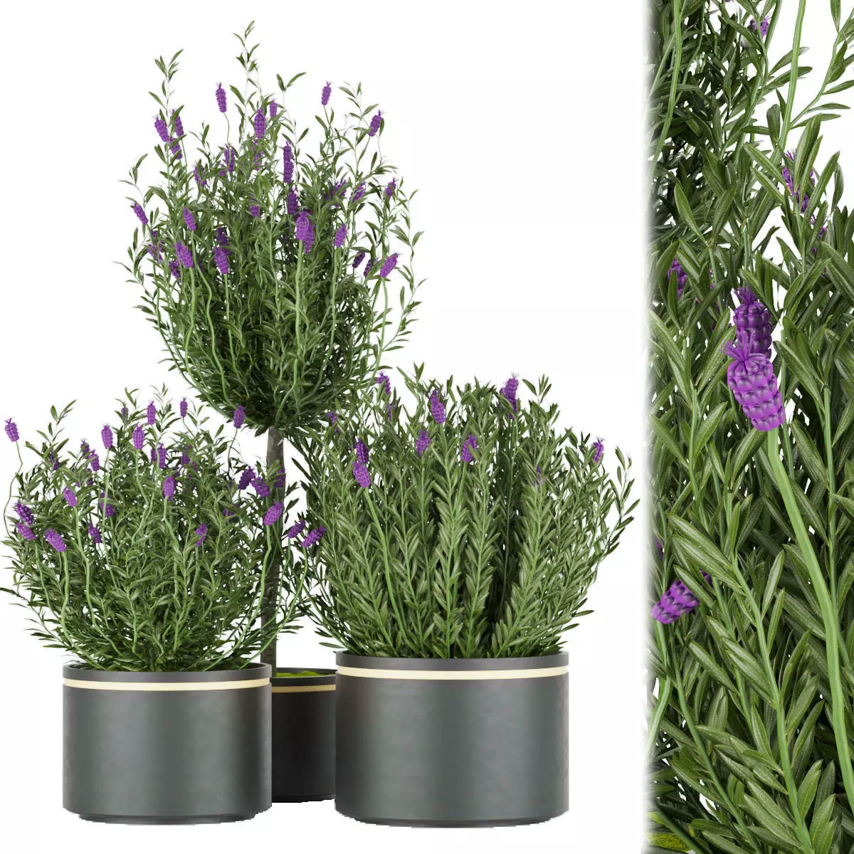 Collection plant vol 60 Free 3D model