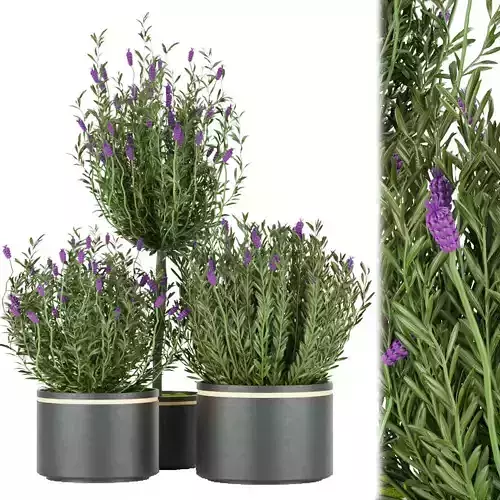 Collection plant vol 60 Free 3D model