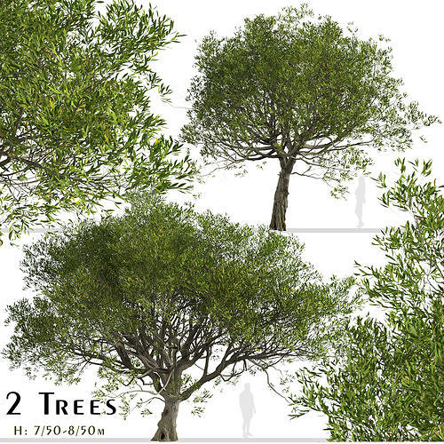 Set of Acacia melanoxylon or Australian blackwood Trees 3D model