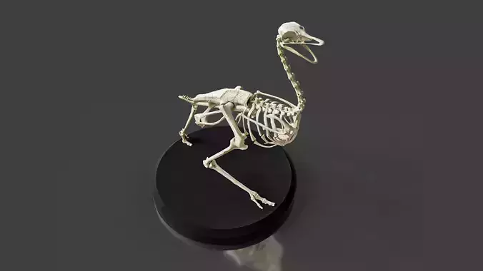 Anatomically Ostrich Skeleton