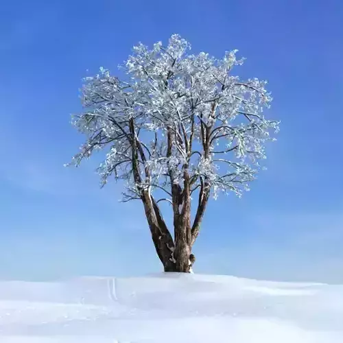 Snow Covered Tree