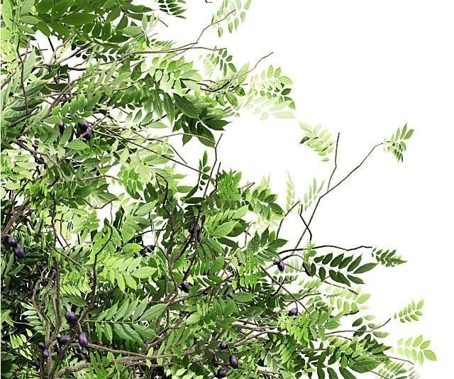 African Olive tree collection 1 trees Models in the scene 3D model_2