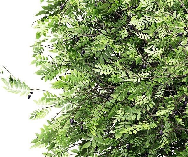 African Olive tree collection 1 trees Models in the scene 3D model_3