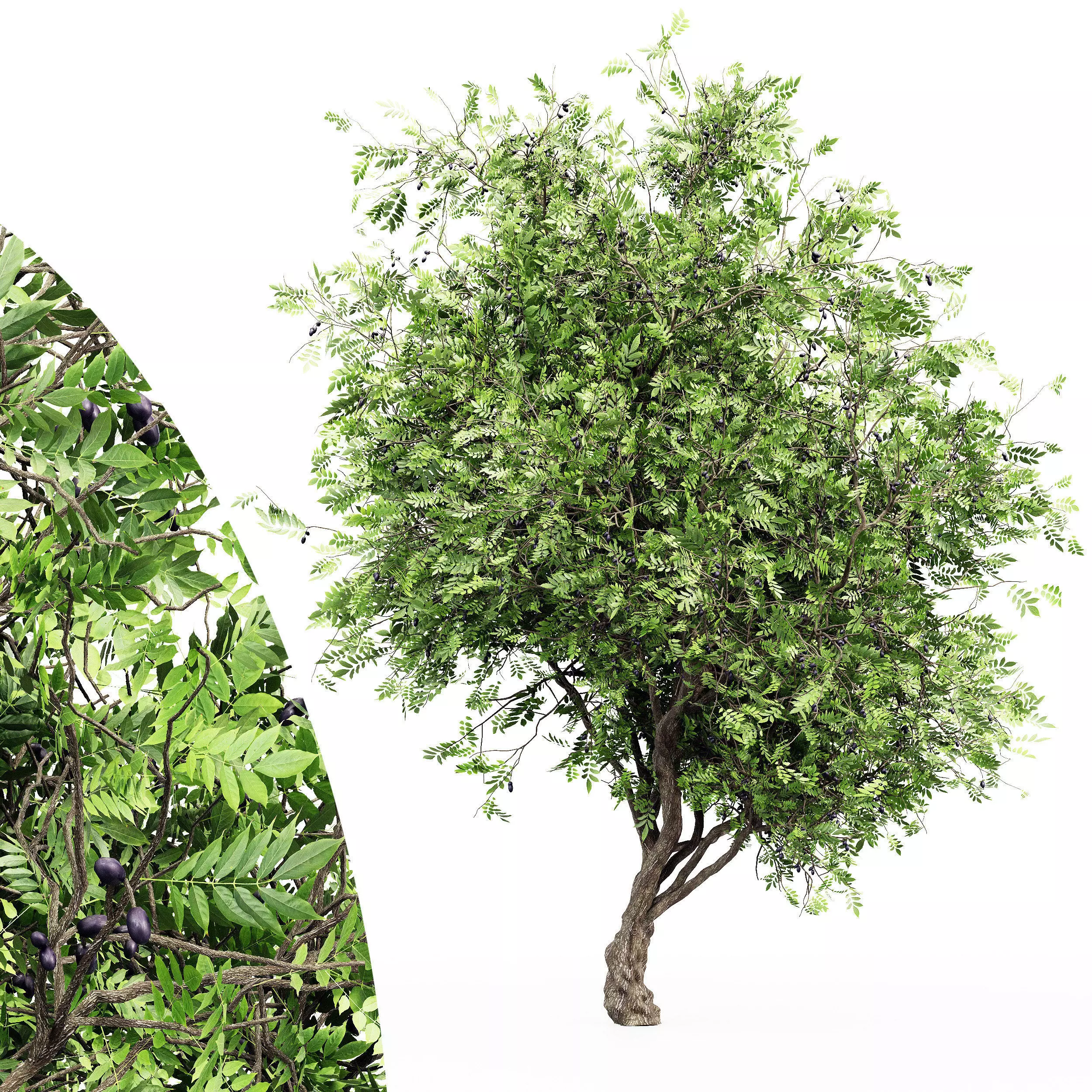 African Olive tree collection 1 trees Models in the scene 3D model_0