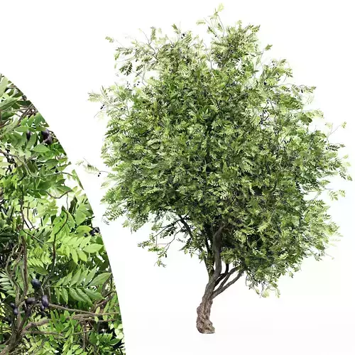 African Olive tree collection 1 trees Models in the scene 3D model