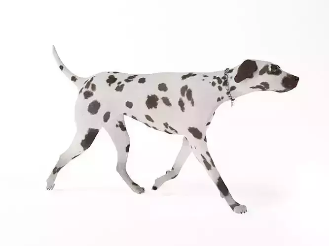 Black Spotted Dog