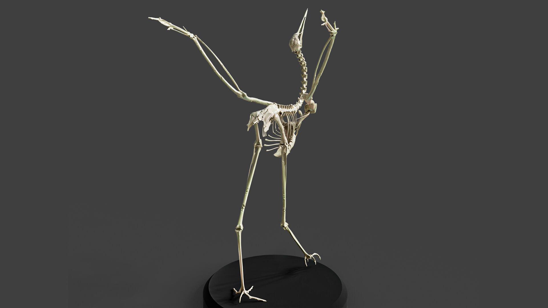 Realistic Crane Skeleton 3D model_4