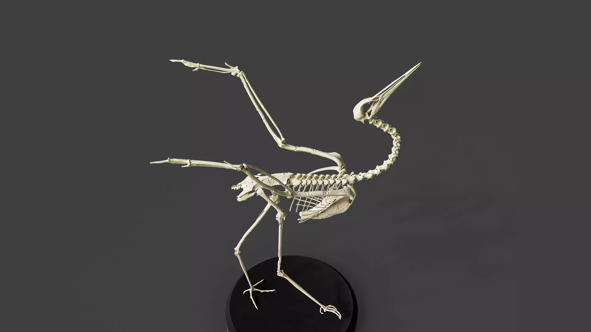 Realistic Crane Skeleton 3D model_0