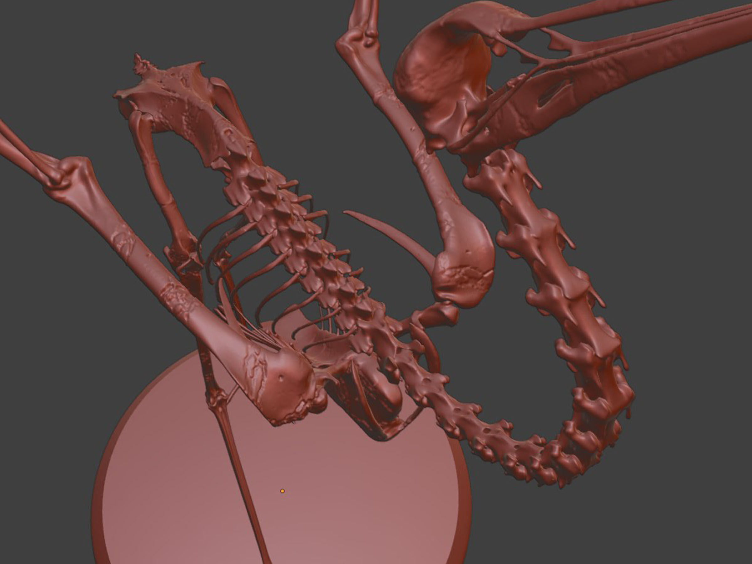 Realistic Crane Skeleton 3D model_7