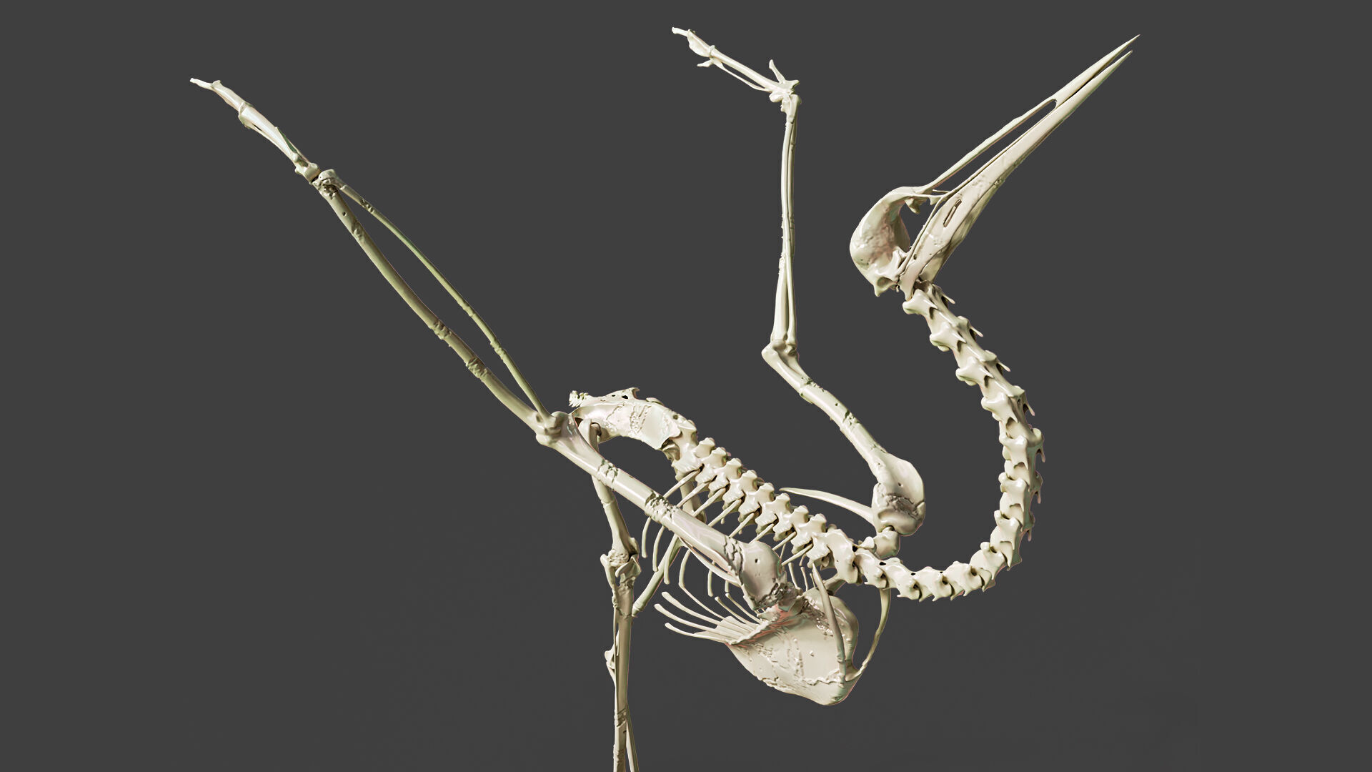 Realistic Crane Skeleton 3D model_2