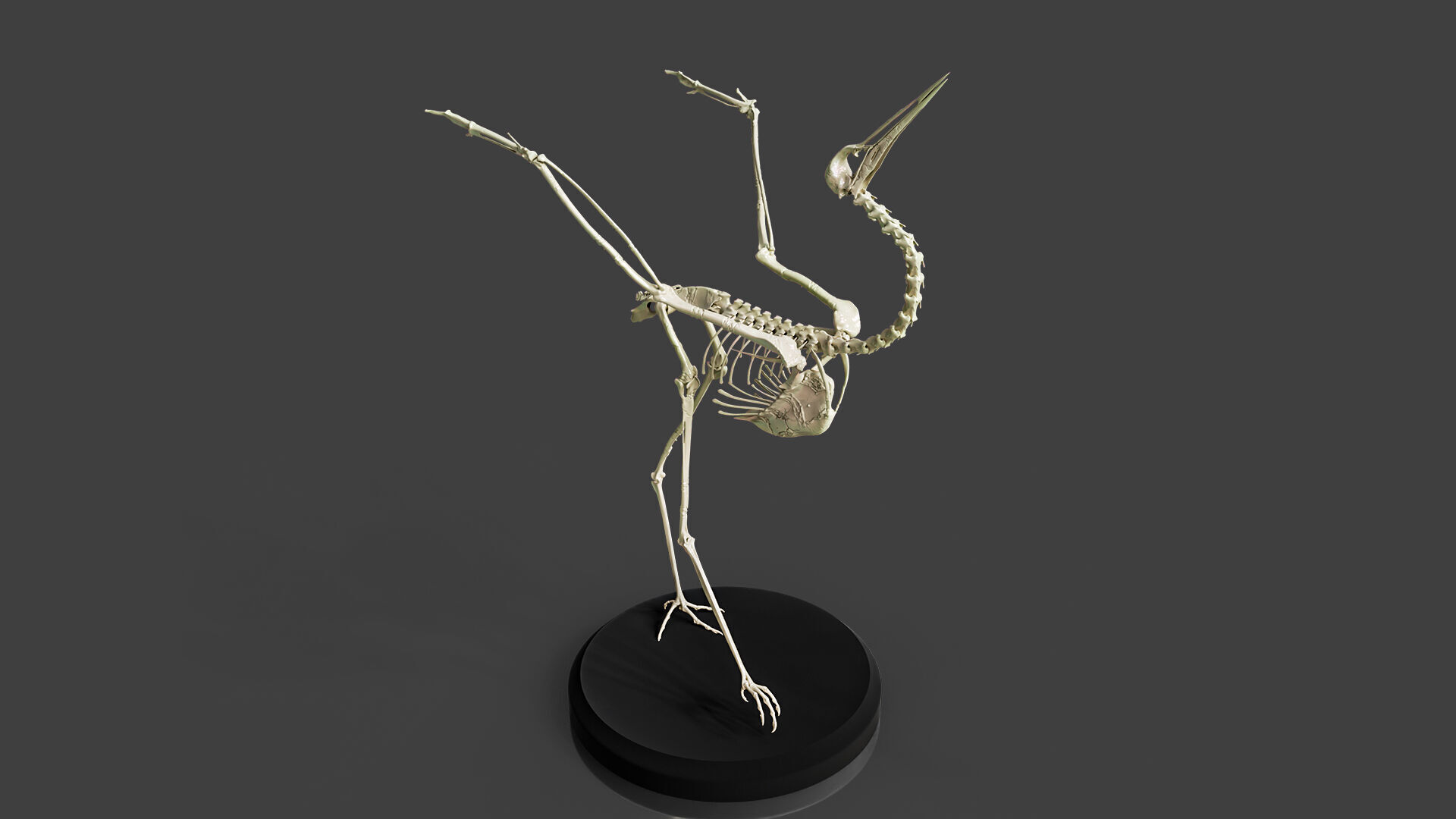 Realistic Crane Skeleton 3D model_1