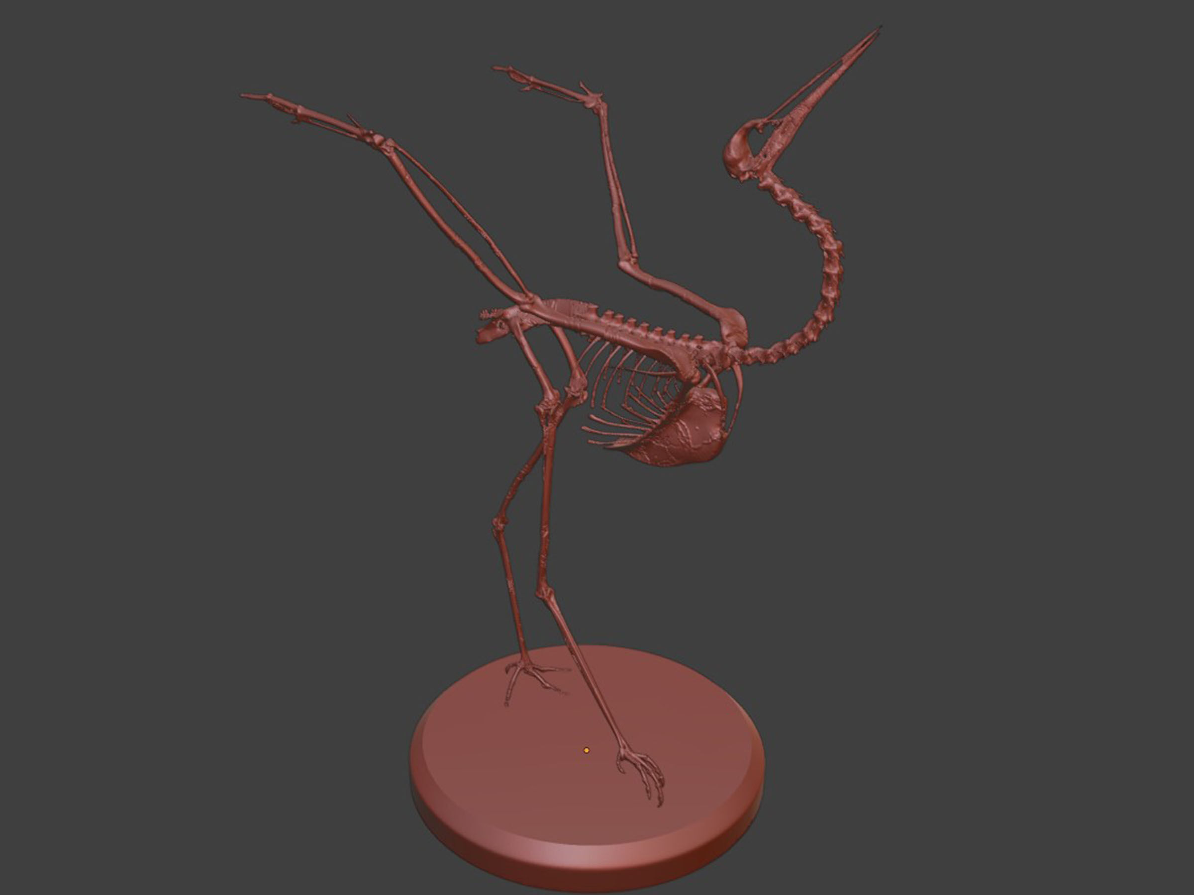 Realistic Crane Skeleton 3D model_6