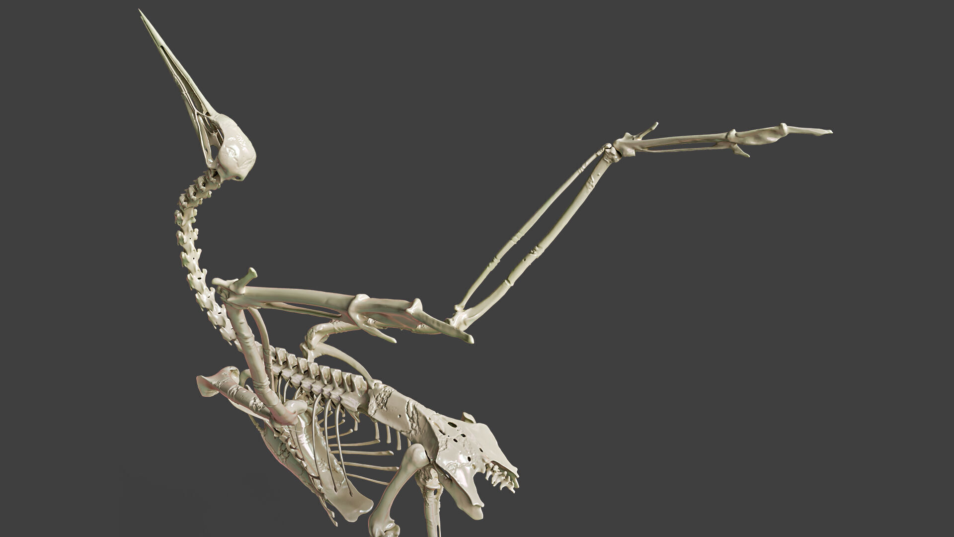 Realistic Crane Skeleton 3D model_5