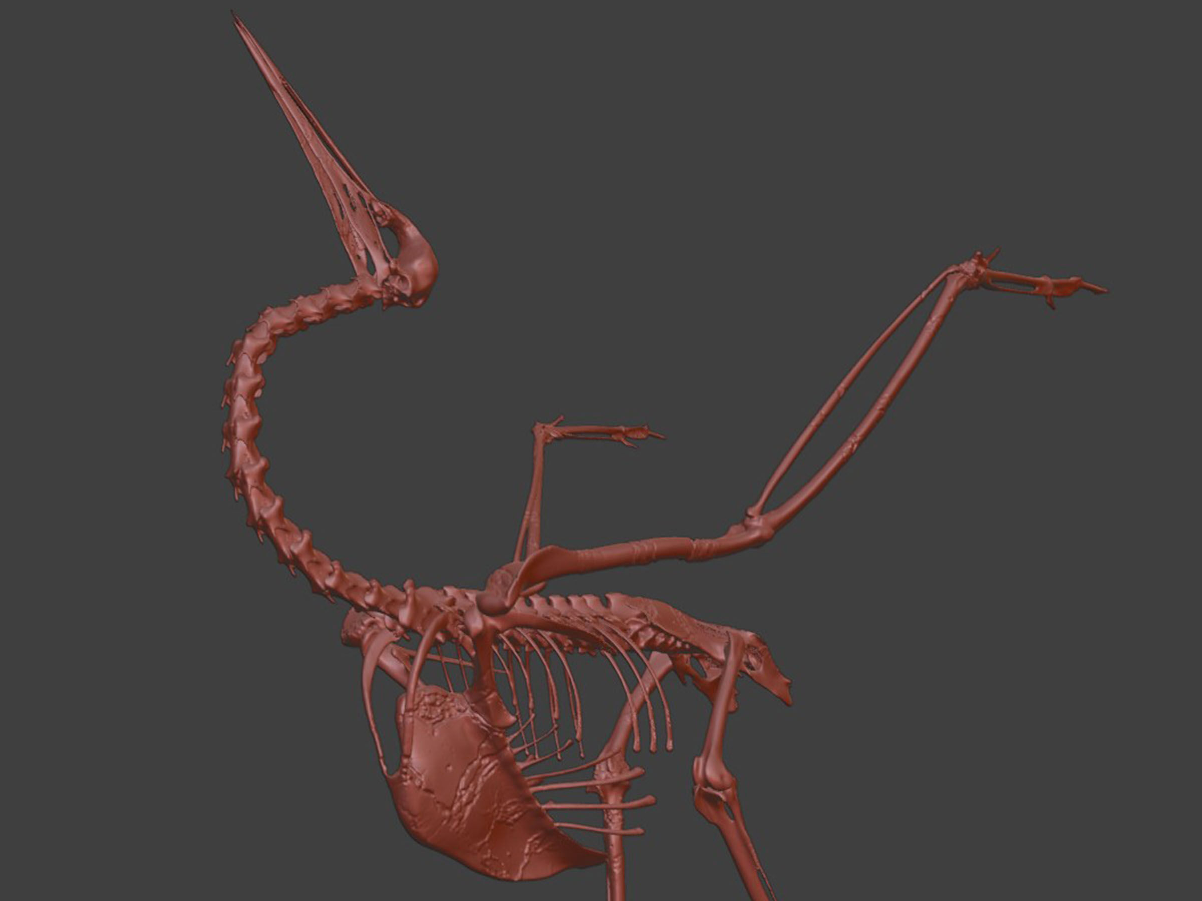 Realistic Crane Skeleton 3D model_9