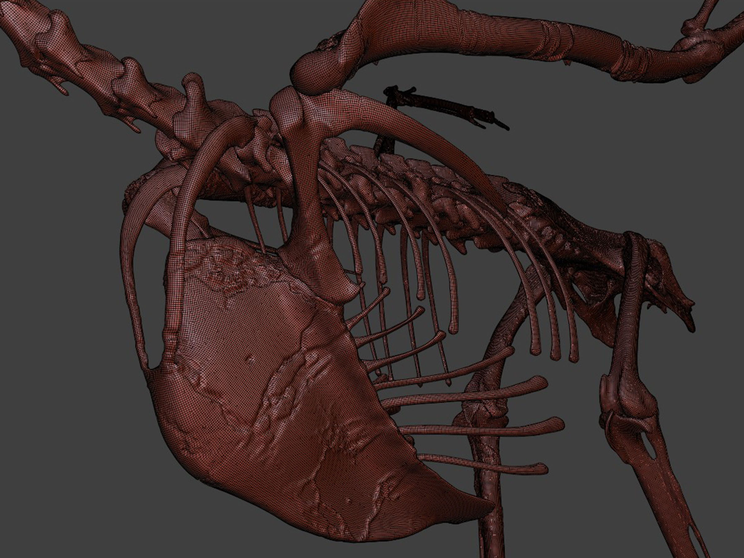 Realistic Crane Skeleton 3D model_8