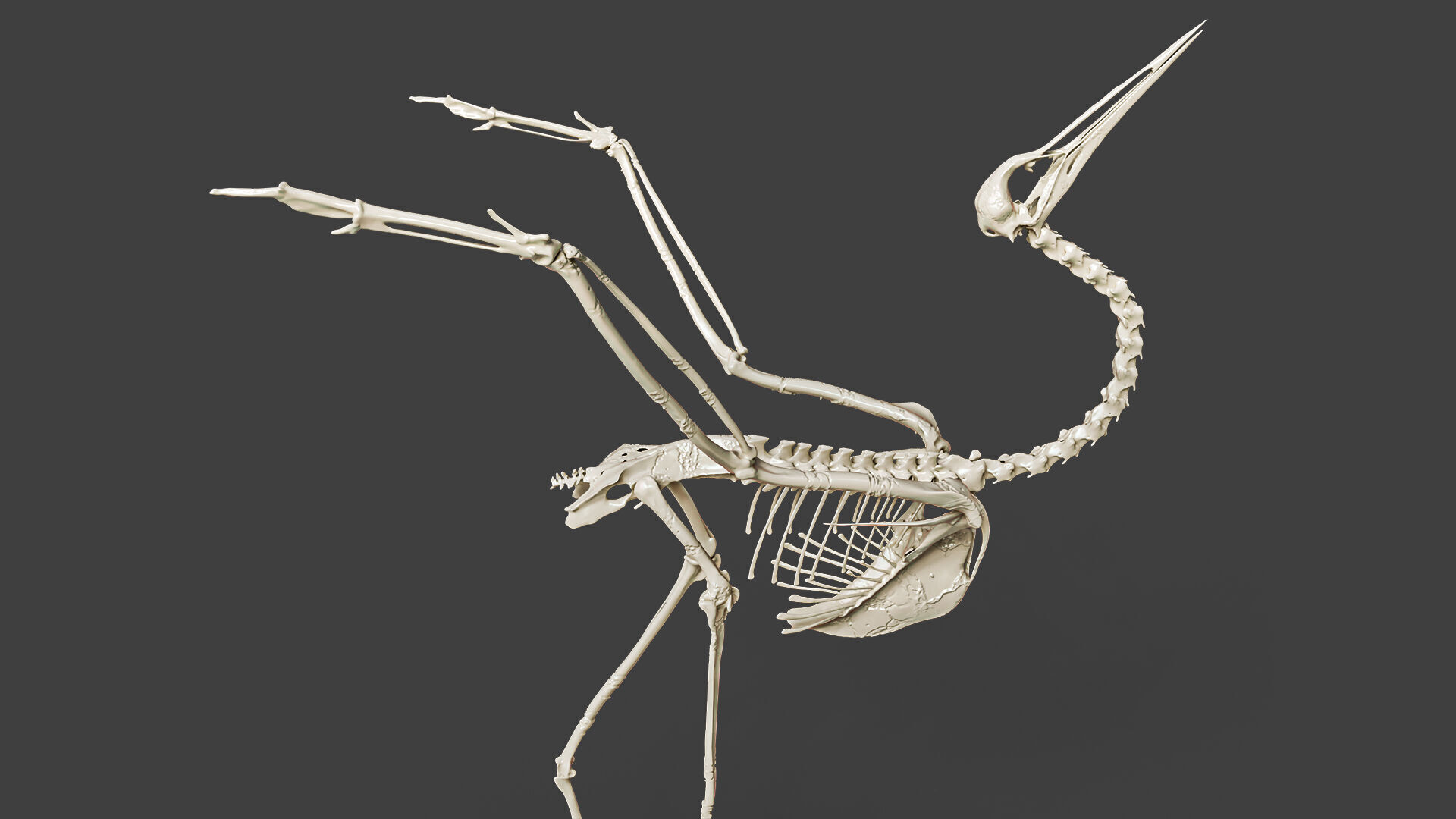Realistic Crane Skeleton 3D model_3