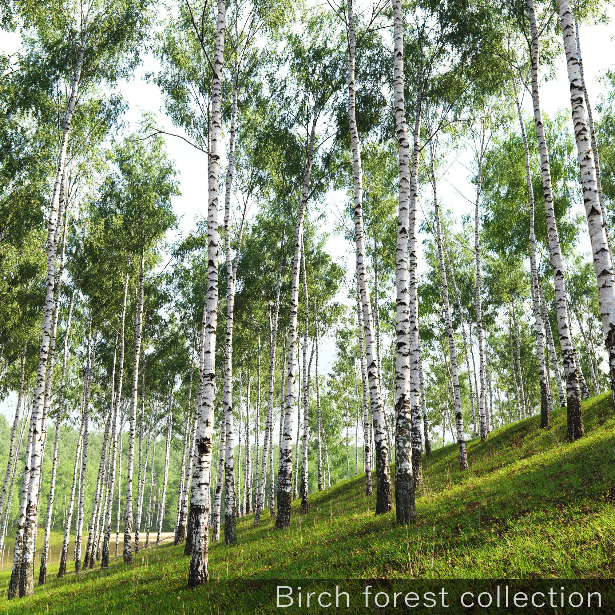 Birch forest collection 3D model