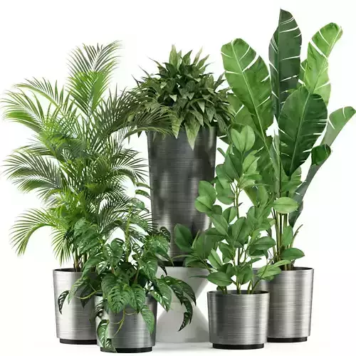 Plants collection 460