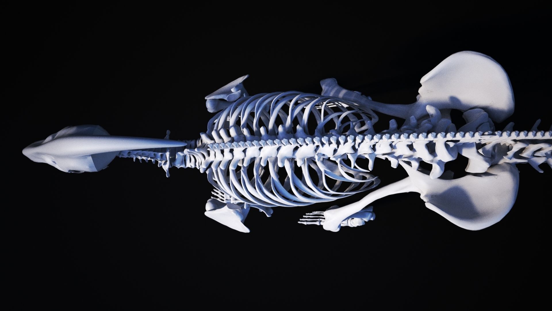 Dinosaur bone 3D model 3D model_6