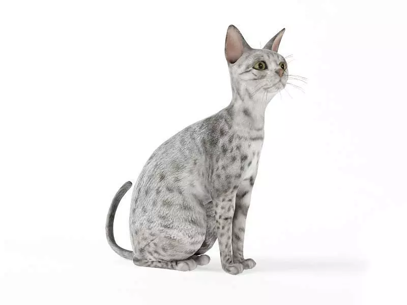 Cat Gray With Black Spots 3D model_0
