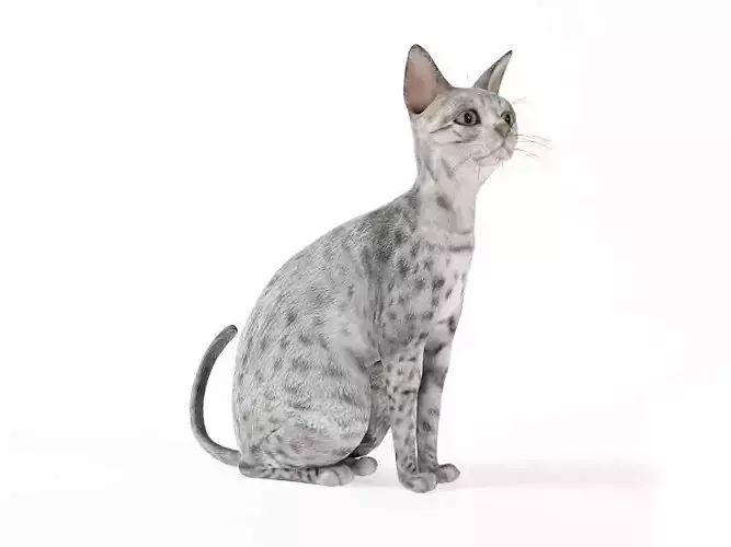 Cat Gray With Black Spots