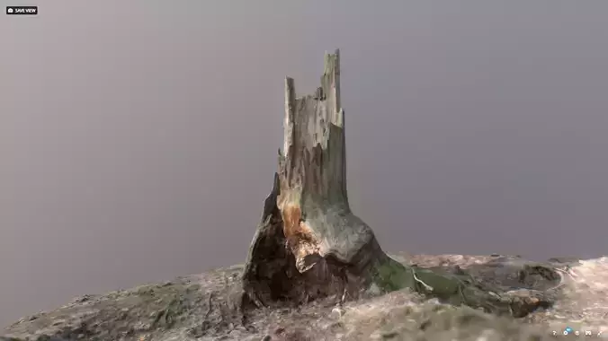 Irregular tree stump