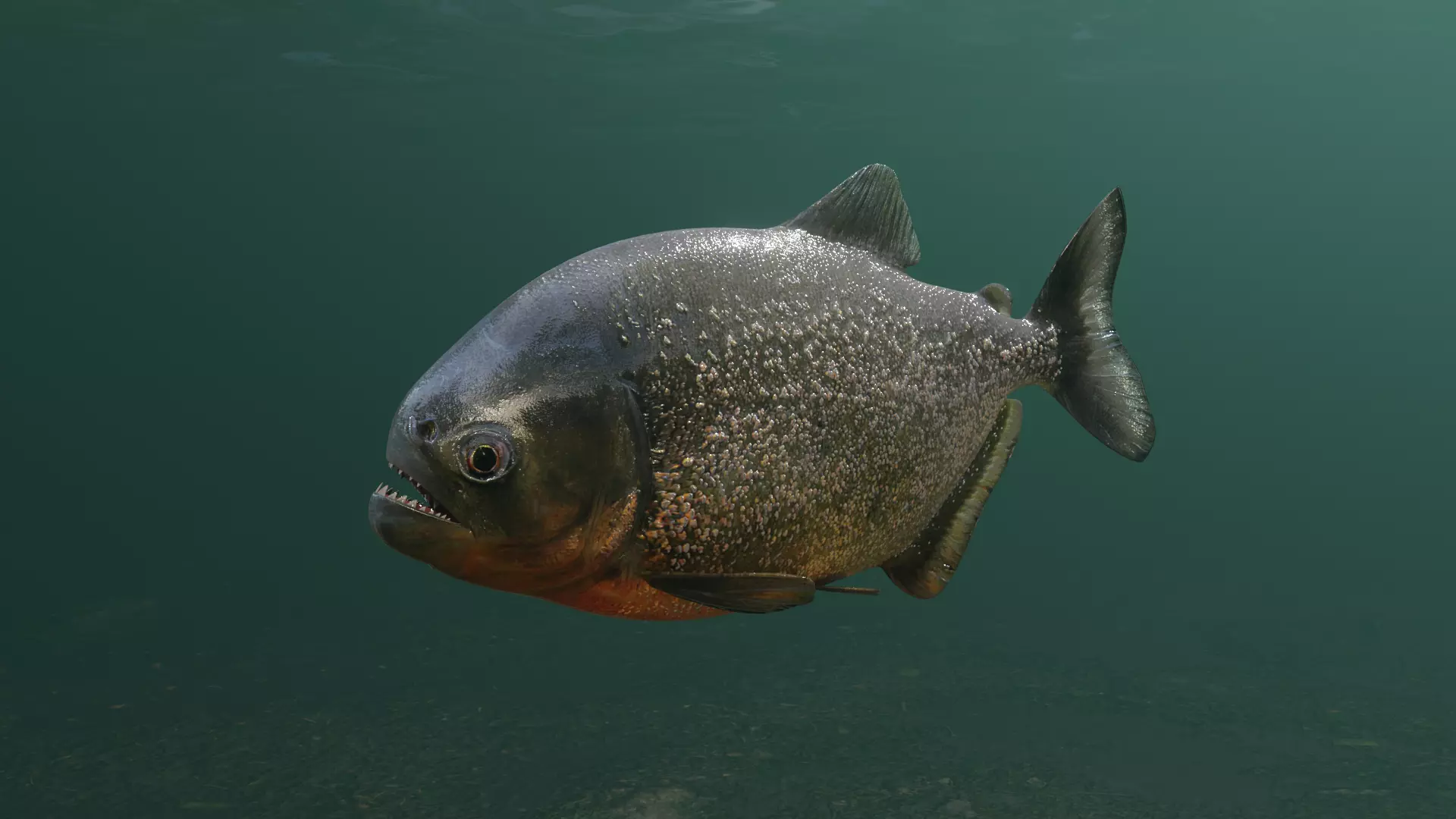 Piranha fish Low-poly 3D model