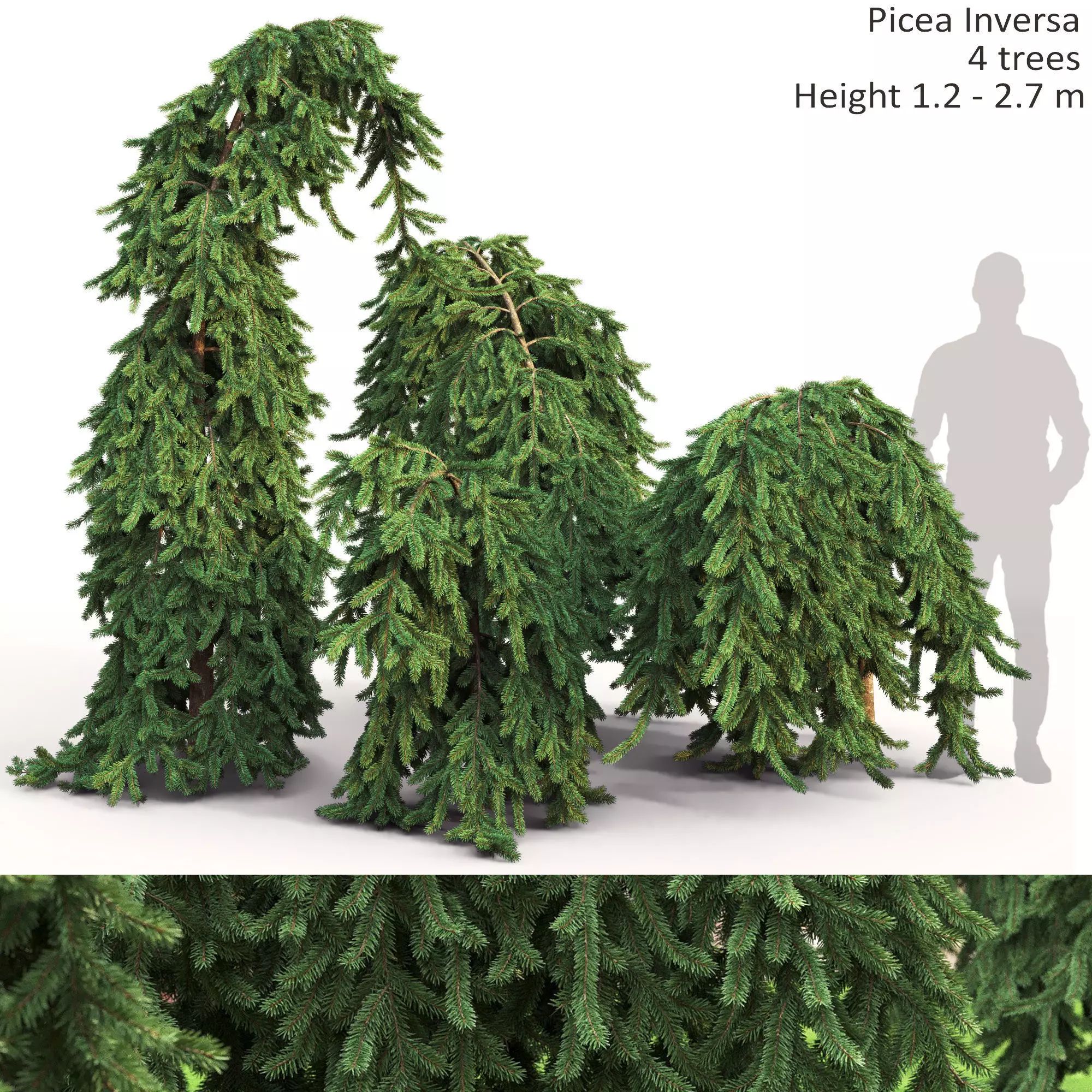 Picea Inversa 01 3D model