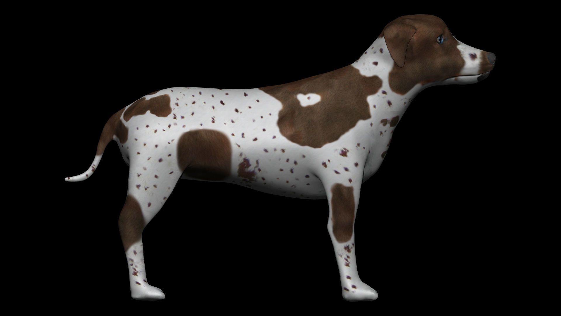 German Shorthair Brown pointer dog Low-poly 3D model_1