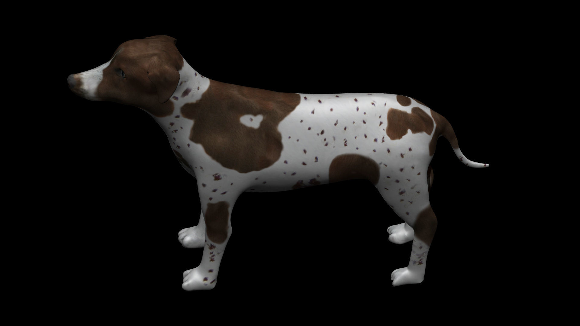 German Shorthair Brown pointer dog Low-poly 3D model_3