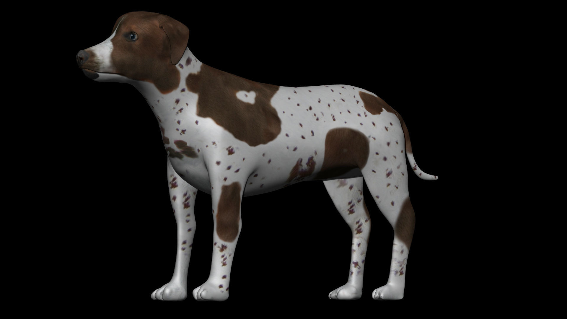 German Shorthair Brown pointer dog Low-poly 3D model_2