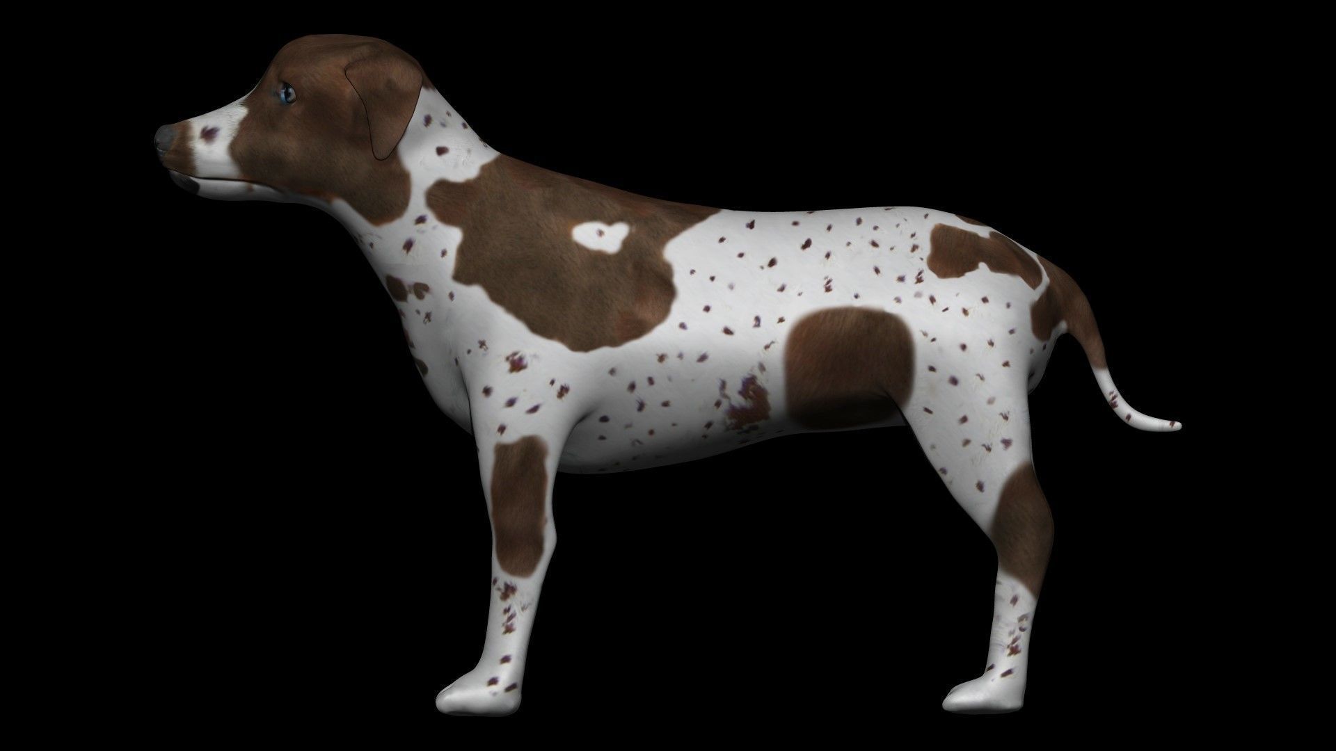 German Shorthair Brown pointer dog Low-poly 3D model_5