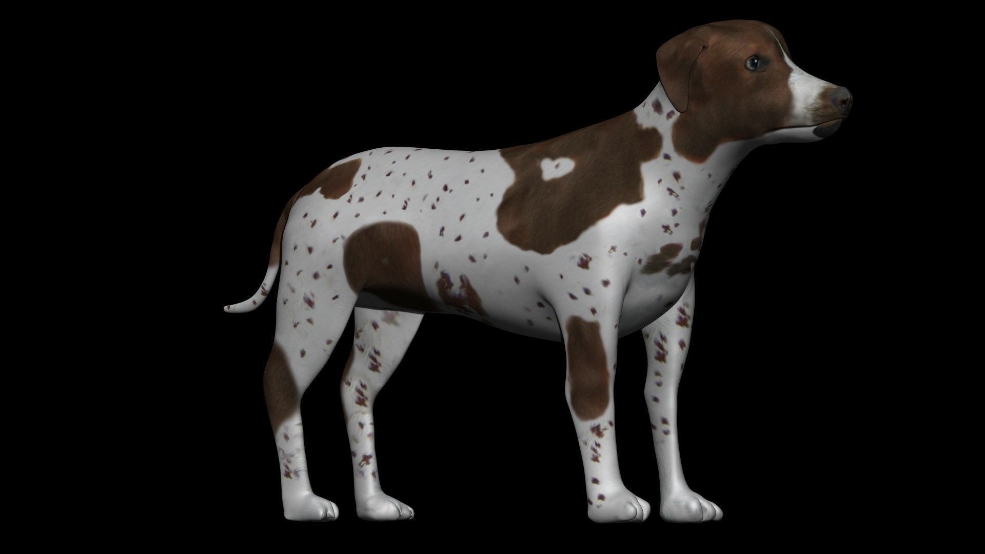 German Shorthair Brown pointer dog Low-poly 3D model_4