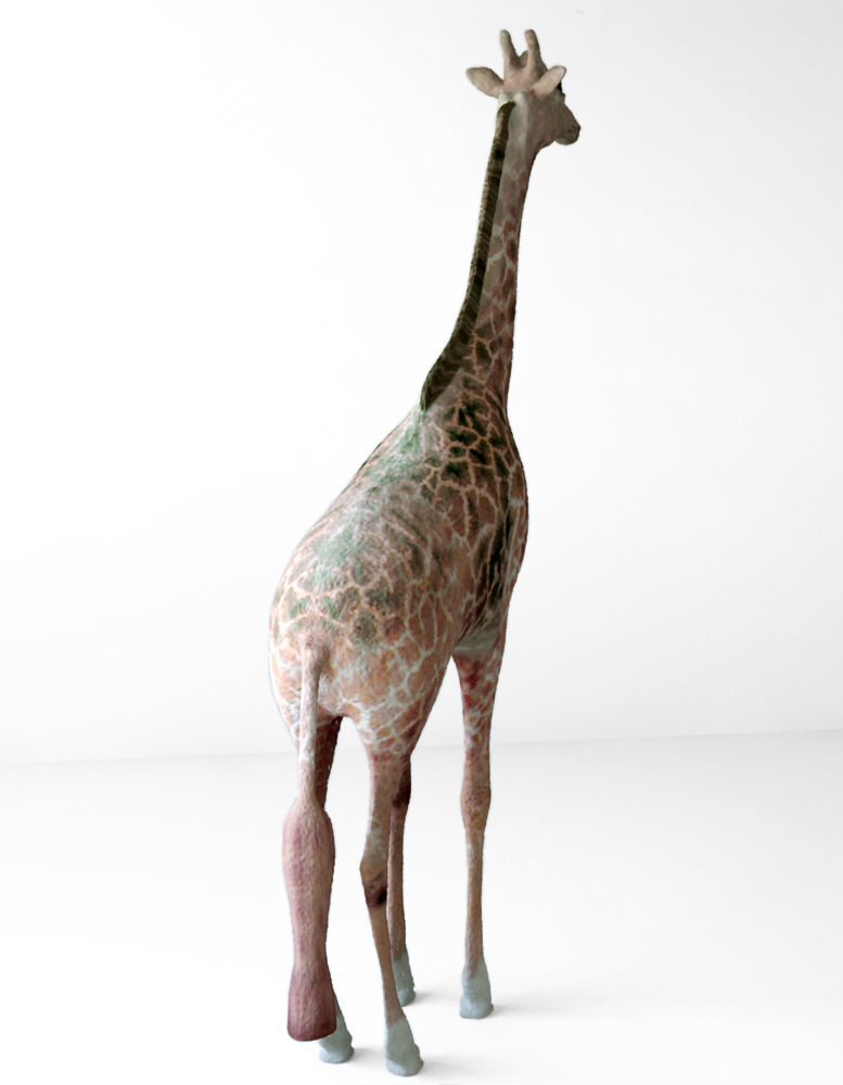 Giraffes full body Low-poly 3D model_3