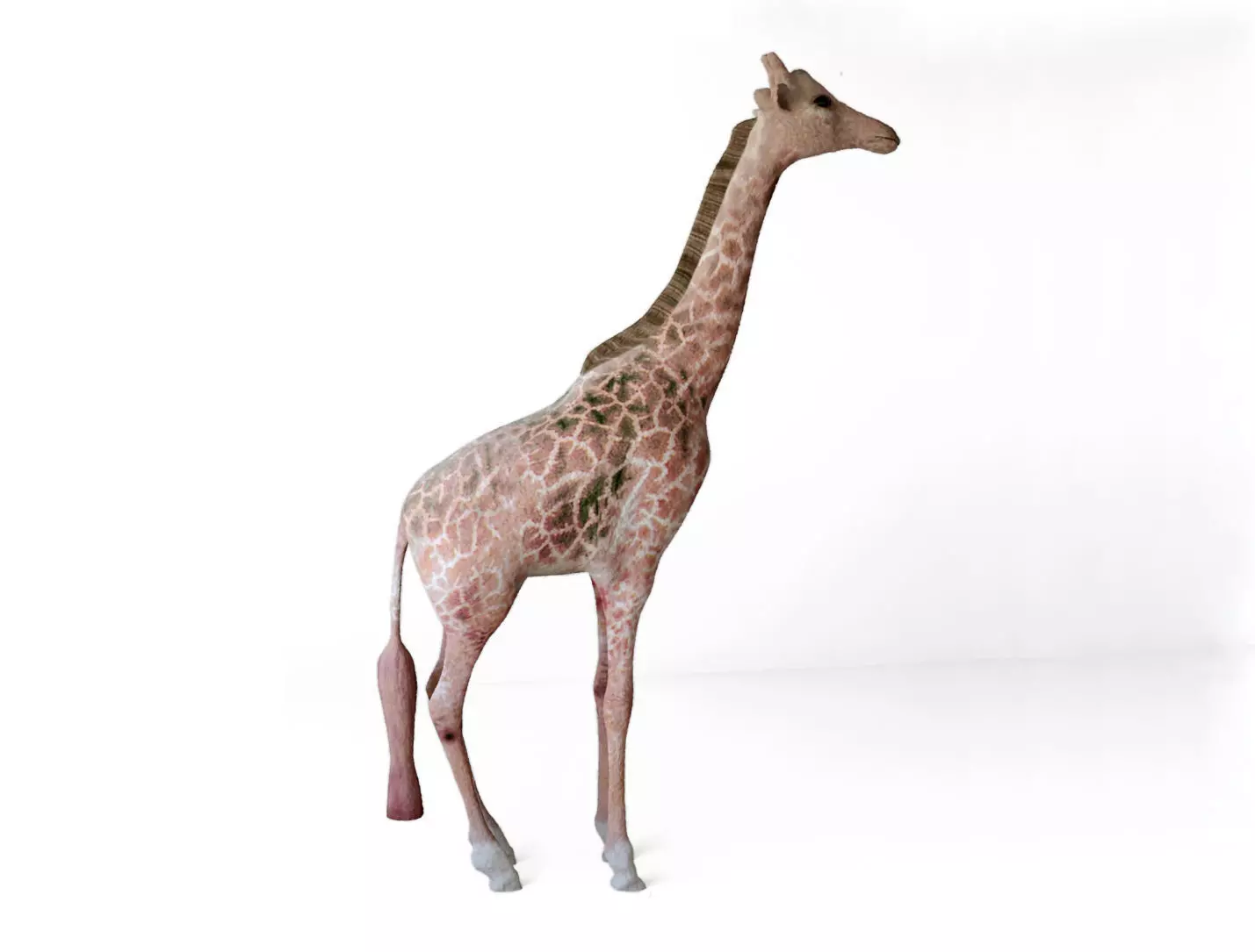Giraffes full body Low-poly 3D model_0
