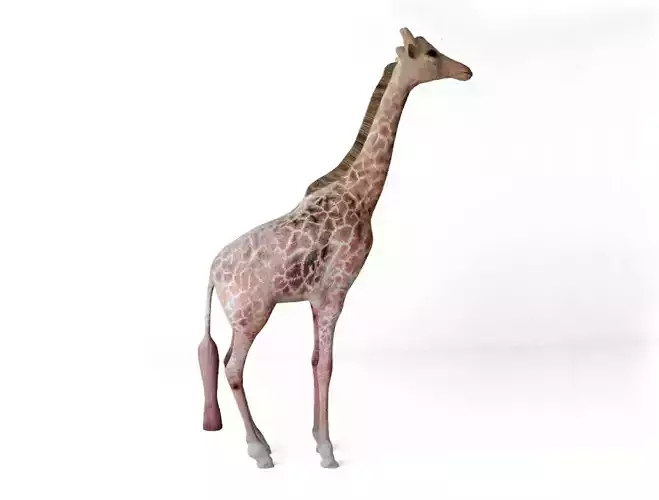 Giraffes full body