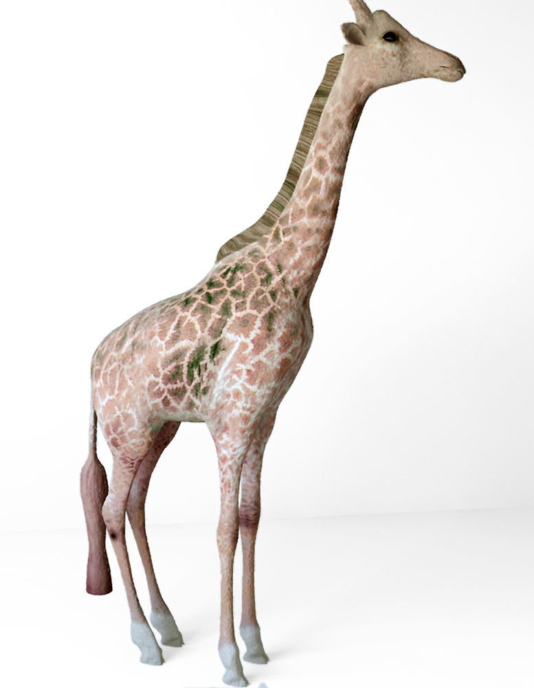 Giraffes full body Low-poly 3D model_1