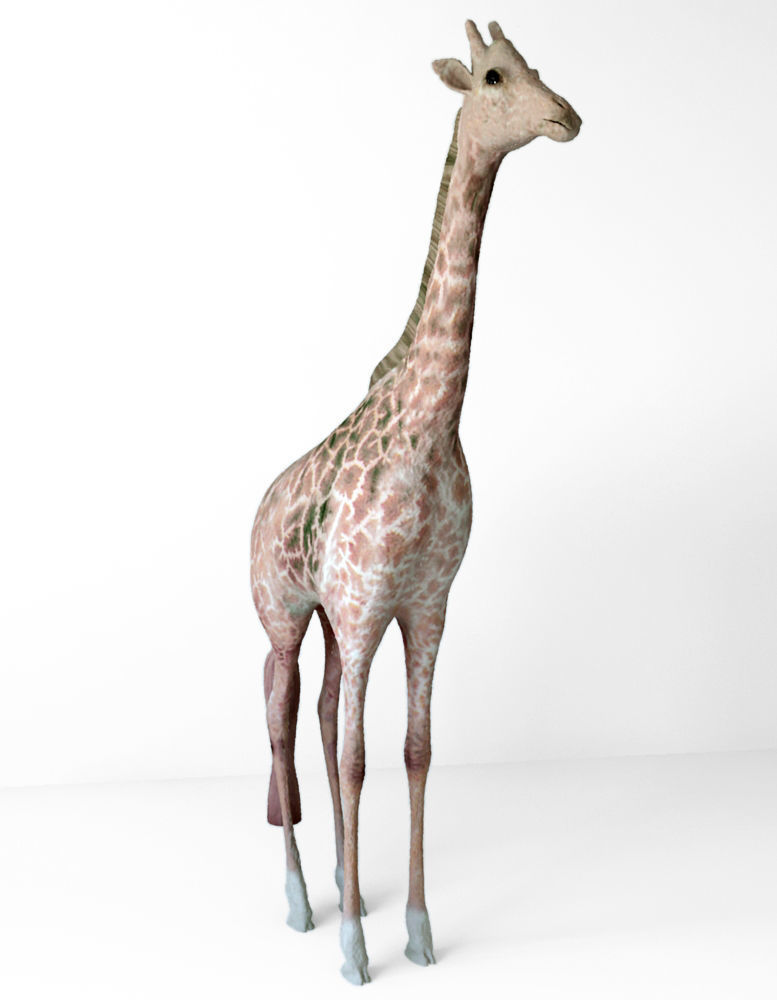 Giraffes full body Low-poly 3D model_2