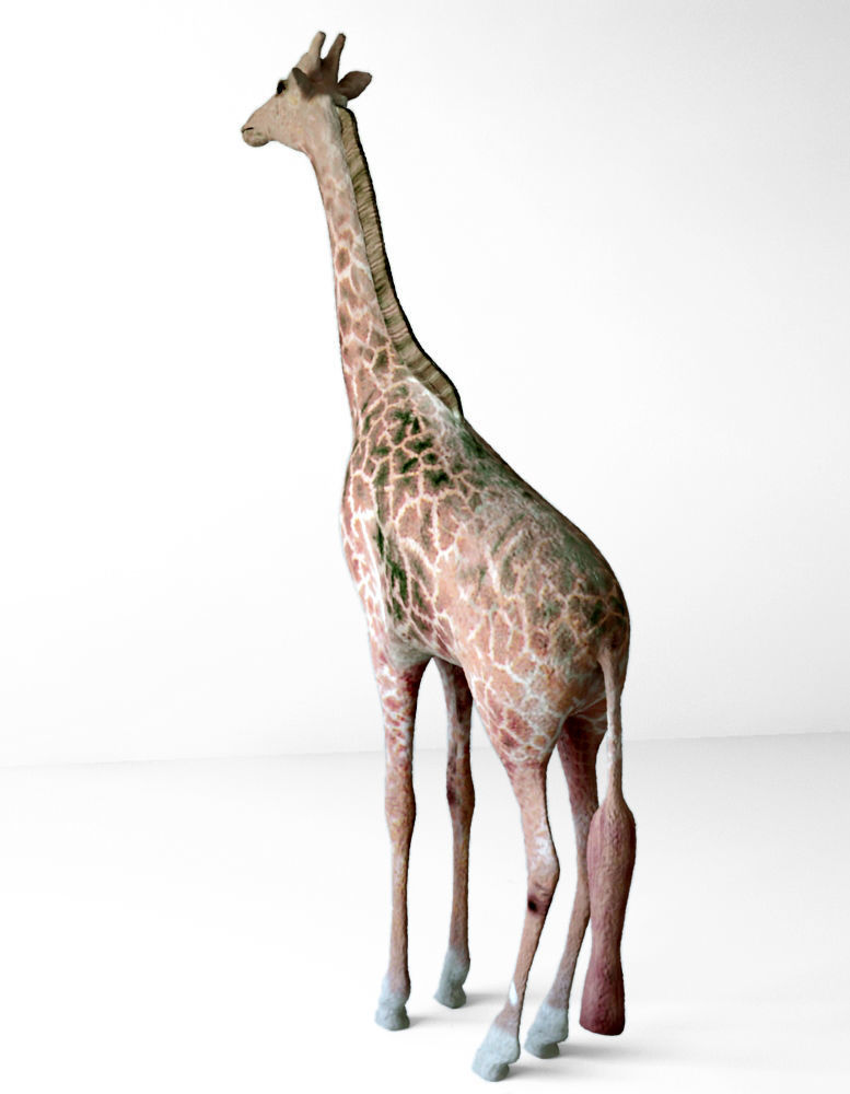 Giraffes full body Low-poly 3D model_4
