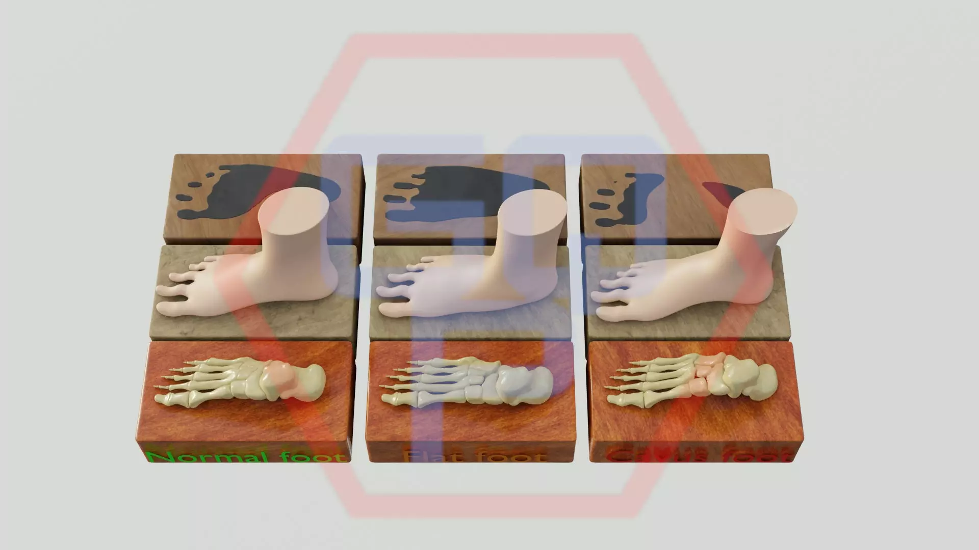 Anatomy set foot 3D model