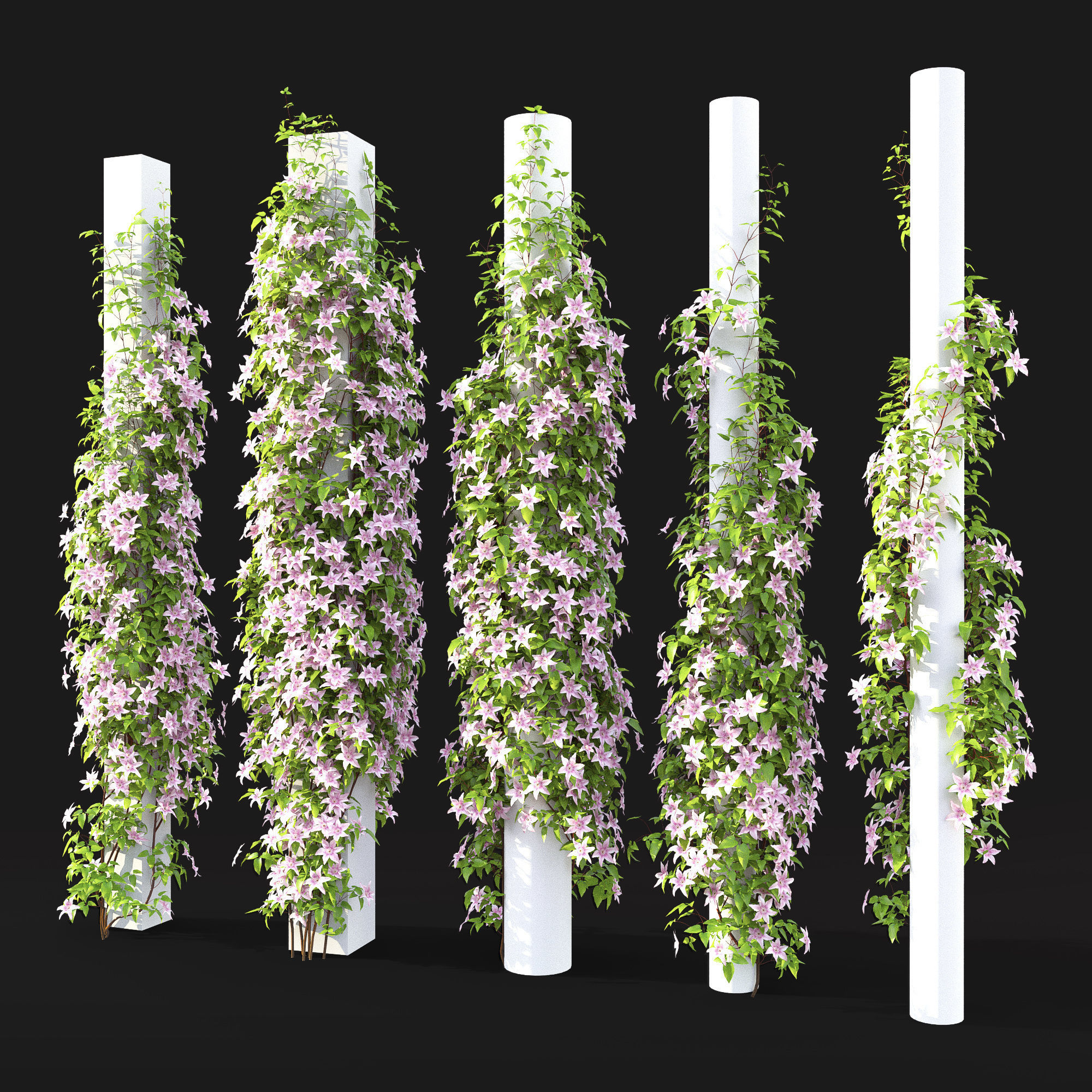 Clematis Pink Fantasy 01 3D model_3