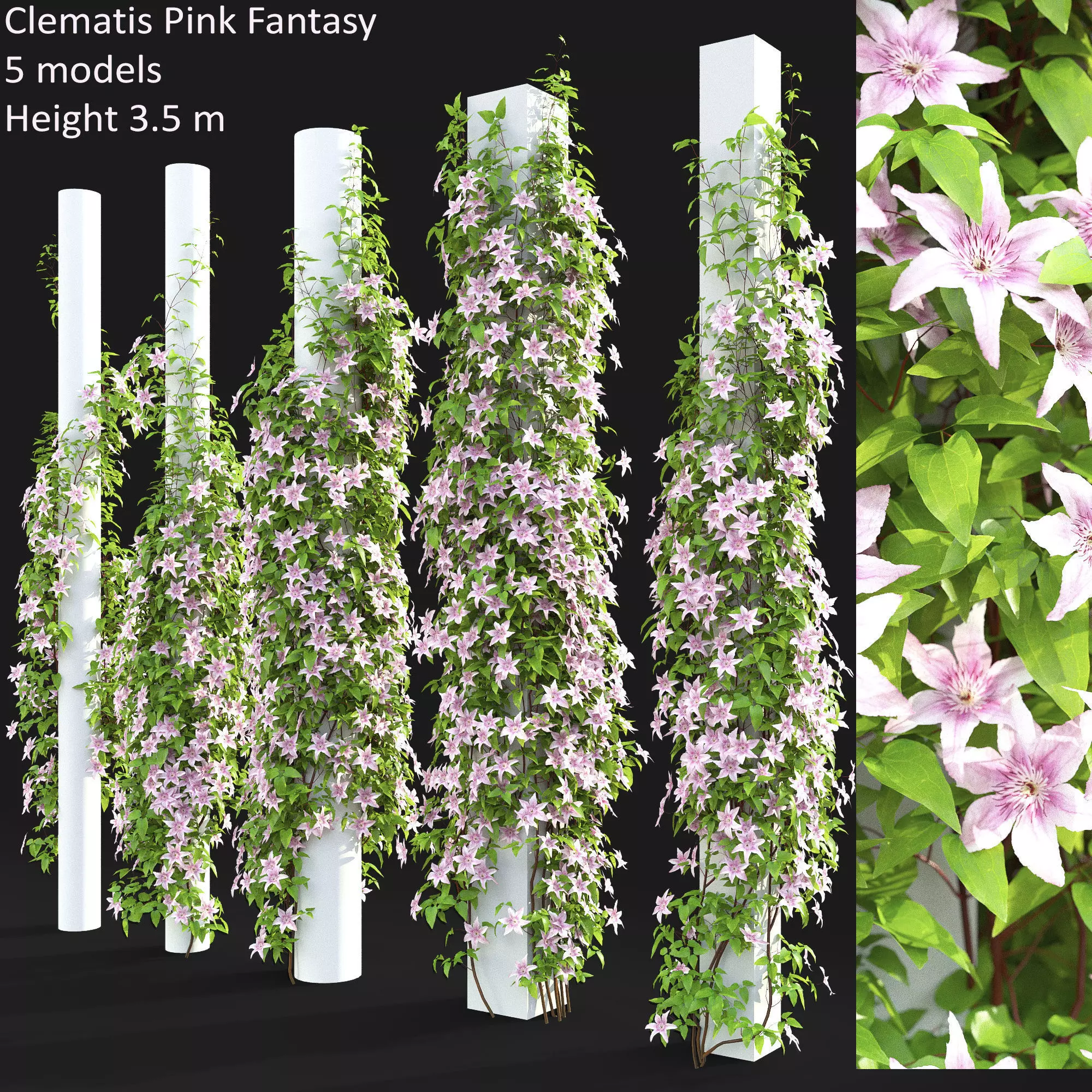 Clematis Pink Fantasy 01 3D model_0